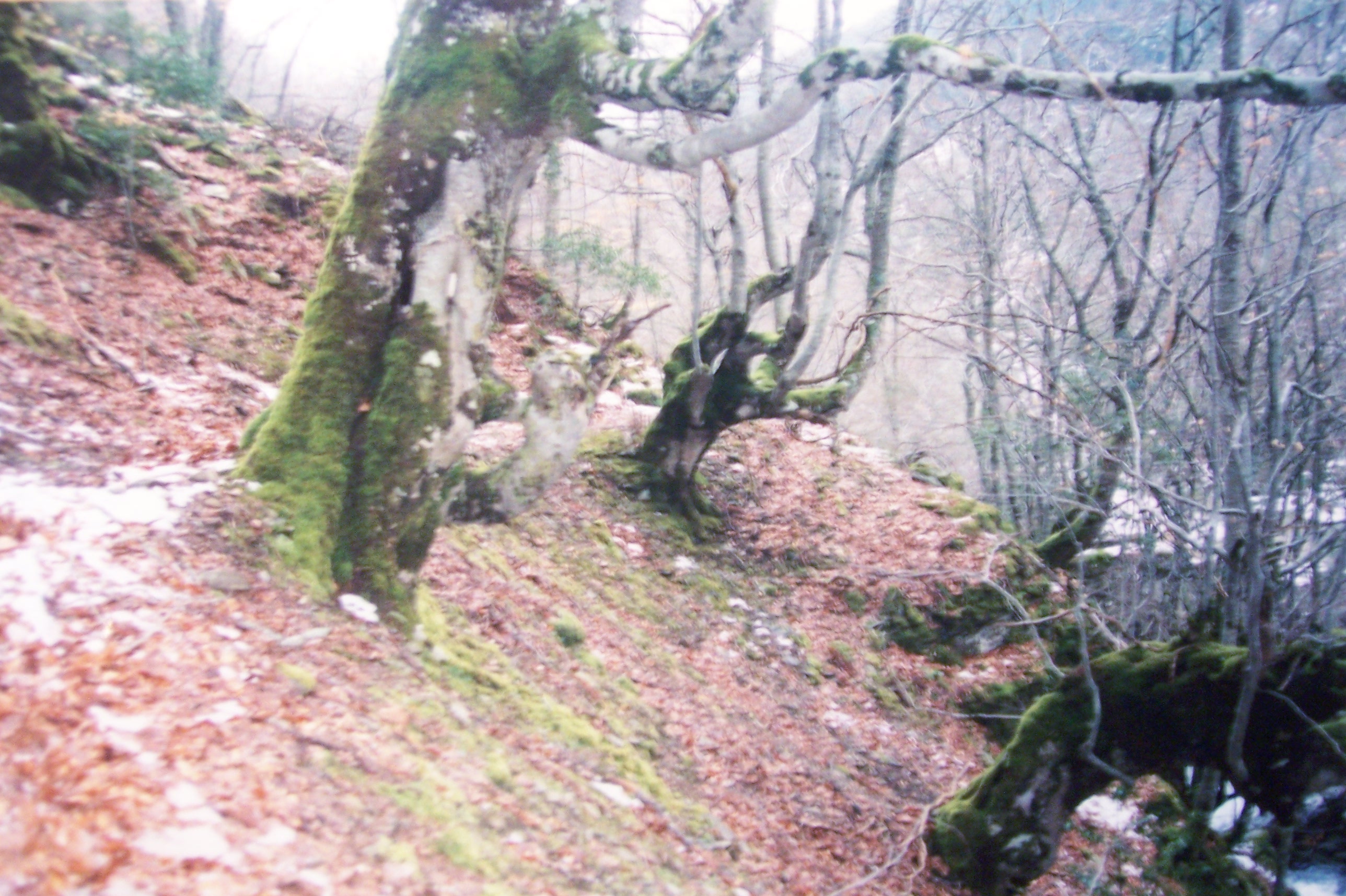 Hayedo de Freneda de la Sierra. FotoEscaneada: PabloFR