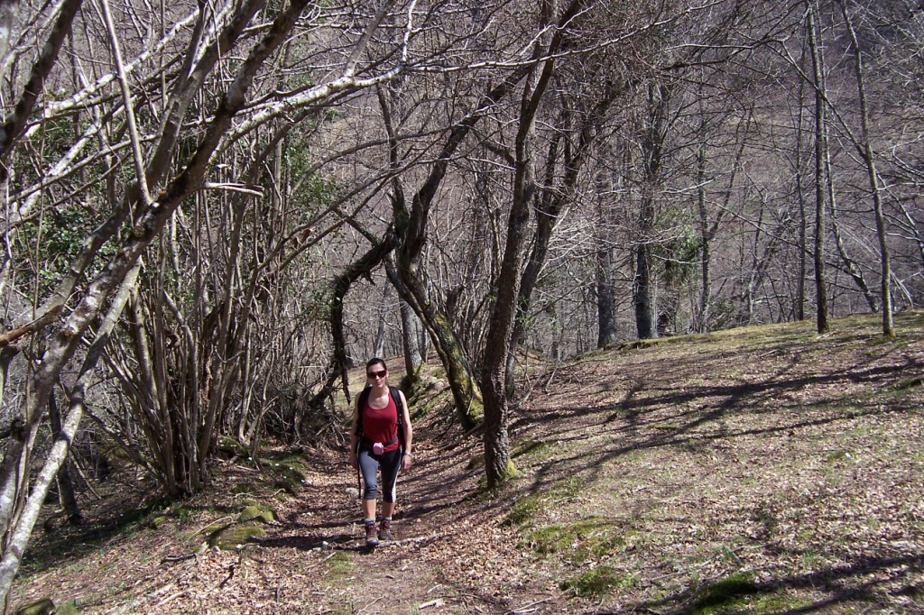 Hayedos en el camino de la braa de los Tejos.