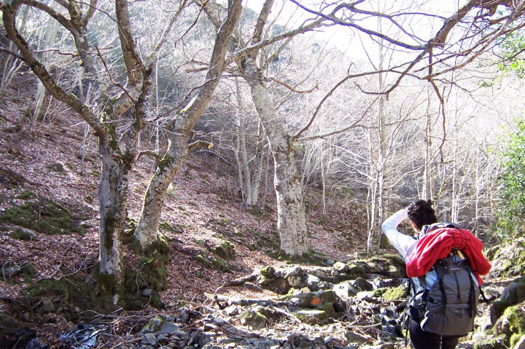 Entre el bosque de hayas.