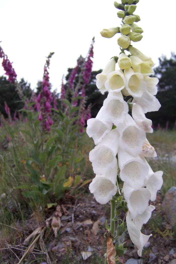 Flor blanca en la Demanda