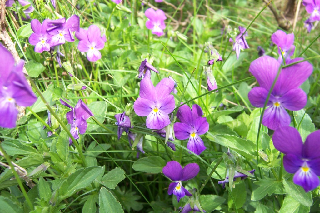 Flor Morada en las praderas norte del Trigaza