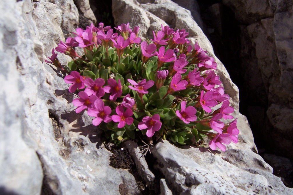 Flores de Ordesa