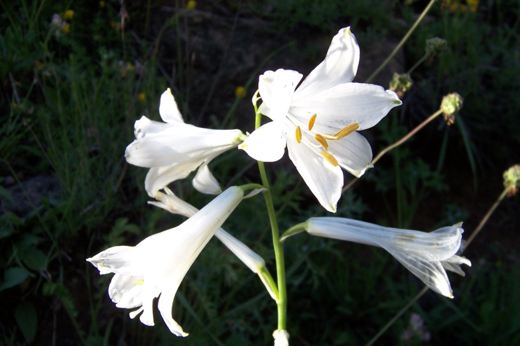 Flores de Ordesa