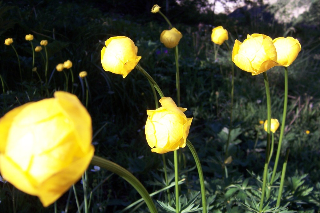 Flores de Ordesa