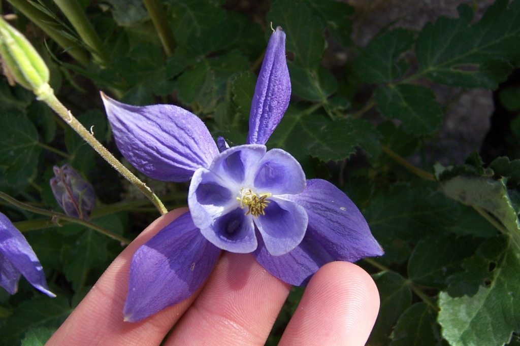 Flores de Ordesa