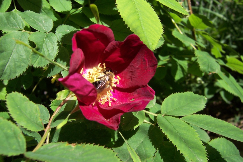 Abeja comiendo nectar en las Flores de Ordesa